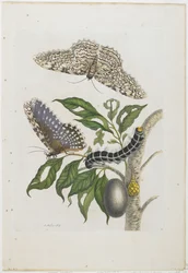 Motten, rupsen en gebladerte